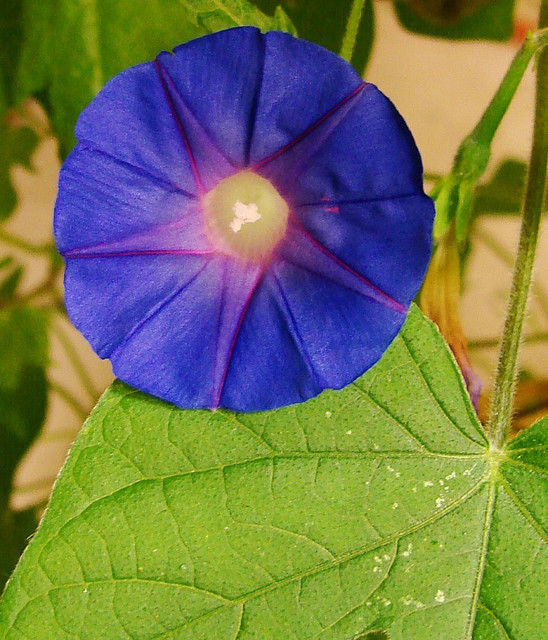 نیلوفر ارغوانی